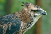 Las guilas crestadas constituyen una de las rapaces ms poderosas de la Orinoquia; sin embargo, cada vez son ms escasas y vulnerables a la extincin.