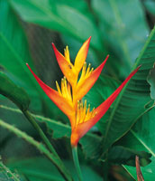 Platanillos, del gnero Heliconia.