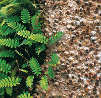 Los helechos trapadores se asocian con rboles para alcanzar mejores condiciones de luminosidad.