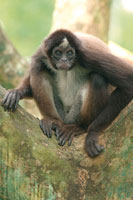 Marimonda o mono araa, Ateles hybridus, de poblaciones muy reducidas en el piedemonte de Arauca.