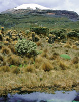 Volcn nevado Santa Isabel.