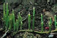 Caminadora, una especie de Lycopodium de tallos rizomatosos y hojas extremadamente reducidas.