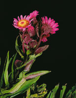 Inflorescencia de rnica, Senecio formosus.