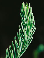 Diversas especies de hierbas y arbustos del pramo han desarrollado hojas con una gran variedad de formas, texturas y pubescencias, cuya tendencia a la reduccin y al desarrollo de tejidos especializados, les proporciona mayor proteccin.