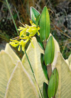 Otras especies han desarrollado revestimientos de vellosidades multiestratificadas, como las hojas de los frailejones.