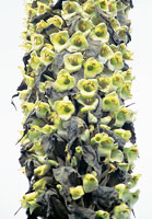 La Puya goudotiana desarrolla una inflorescencia con cientos de flores que son polinizadas por uno de los colibres ms grandes del pramo, el Ptherophanes cyanopterus.