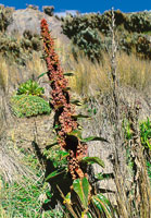 Detalle de la inflorescencia del veln Rumex tolimensis,  roseta herbcea que secreta una substancia gelatinosa que acta como regulador trmico.