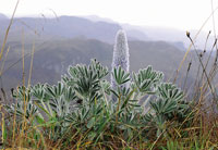 El chocho de pramo, Lupinus alopecuroides, una de las leguminosas en roseta, que forma densas comunidades.