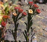 Senecio sp, astercea.