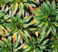 Plantago rigida, plantagincea.