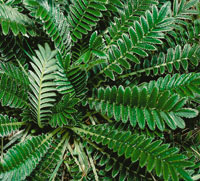 Acaena cylindristachya, roscea.