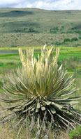 Espeletia grandiflora, del pramo de Sumapaz.