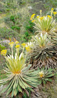 Espeletiopsis corymbosa en el pramo de Cruz Verde, Cundinamarca.