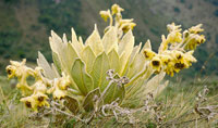 Espeletia grandiflora.