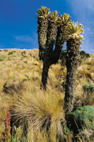 Algunas especies de frailejn guardan en su memoria biolgica la capacidad de ramificarse. Espeletia hartwegiana en forma de candelabro.