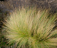 Las  macollas constituyen la matriz principal del pajonal paramuno; son pastos de hojas rgidas, esclerfilas, muy resistentes a la severidad del clima. Entre ellas se destacan ms de 10 especies de Calamagrostis.
