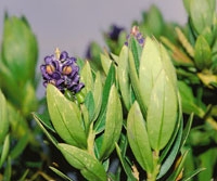 El tinto, Monnina salicifolia.