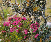 El saltn, Bucquetia glutinosa de intenso color fucsia.