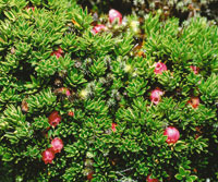 La ericcea Disterigma empetrifolium de tallos subterrneos.