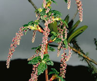 Algunos arbustos de marcado endemismo de la regin paramuna son, entre otros, Aragoa lycopodioides.