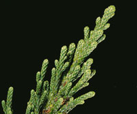 Ribes andicola de flores muy vistosas.