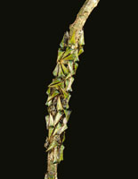 Rama cubierta por una colonia de membrcidos; los insectos adultos imitan espinas para protegerse de los depredadores. Otra de sus caracterstica interesante es el cuidado parental que dan a sus cras.