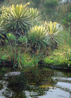 Frailejones Espeletia grandiflora en la laguna de Iguaque, Boyac.