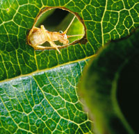 La artropofauna desempea una funcin importante en la herbibora y la descomposicin de los residuos vegetales y la materia orgnica. A lo largo de la evolucin del pramo, algunos grupos se han especializado en microhbitats especficos; se cree que est