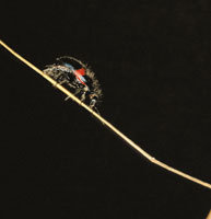 Un pequeo escarabajo, Astilux,  que explora los micrositios de la superficie del suelo; su coloracin negra le permite captar una mayor cantidad de energa solar para calentarse.