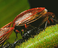 La fauna de los artrpodos es de una gran diversidad en el ambiente paramuno, a pesar de su reciente llegada a este ecosistema; desempean mltiples funciones como: Herbvoros, polinizadores  y 
depredadores; a la vez todos sirven de alimento a otros orga