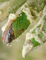 Hoja de frailejn daada por insectos.