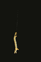 Una de las interacciones frecuentemente observadas en el pramo es la herbivora ocasionada por diferentes tipos de gusanos y estados juveniles de los insectos en general, que logran establecerse en la estructura interna de las mdulas de las plantas, el