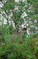La conservacin de los grandes mamferos en el pramo es crtica, debido al deterioro del hbitat; sin embargo, en algunas reservas naturales se observan poblaciones reducidas de venado coliblanco, Odocoileus virginianus.
