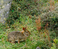 La vegetacin abierta de extensos pajonales favorece las poblaciones de roedores; sin embargo la cacera y los incendios las ha reducido drsticamente, lo cual disminuye los recursos para mamferos y aves predadoras. Conejo de pramo, Silbilagus brasilien