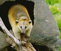 El Coat o cusumbo, Nasua nasua, se aventura desde el bosque andino hasta el pramo bajo. Otra especie de menor tamao, el guache de pramo, Nasuella olivacea, se observa a mayor altitud en el superpramo.