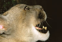 Los grandes mamferos predadores de alta montaa como el puma, Felis concolor, necesitan extensos territorios, para mantener el equilibrio de sus poblaciones.