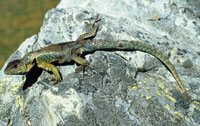 Lagarto collarejo de la Sierra Nevada del Cocuy, Stenocercus lache, un caso de endemismo y alta especializacin de los reptiles en hbitats por encima de los 4.000 m de altitud.