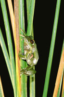 Los anfibios han desarrollado, en el pramo, adaptaciones a diferentes tipos de microhbitats. La rana verde de pramo, Hyla labialis, alcanza gran tamao y se  encuentra con frecuencia en las turberas donde coloca sus huevos envueltos en una masa gelatin