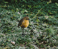 La aves tienen diversos hbitos alimenticios en el ecosistema paramuno: grandes predadoras como las guilas, nectarvoras como los colibres, frugvoras e insectvoras como la pequea ave del gnero Rufous, que busca su alimento sobre la helada cobertura