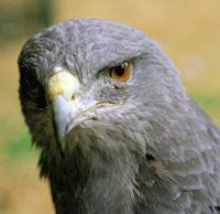 guila de montaa o guila real, Geranoaetus melanoleucus.