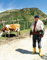 El campesino del pramo complementa su economa con la actividad ganadera en pequea escala.