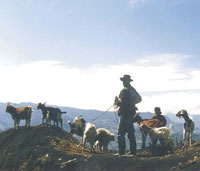 En los pramos secos de Santander y Boyac, la ganadera lanar y caprina es uno de los principales recursos de la economa campesina.
