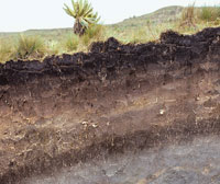 Perfil en el que se puede apreciar la huella de los diferentes cambios climticos, de la actividad volcnica y de las fases de desarrollo de la vegetacin, que contribuyeron en la formacin de suelos de gran espesor.