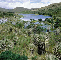 Los pramos, verdaderas fbricas de agua, deben ser protegidos para garantizar su conservacin y permitir la continuidad de los procesos evolutivos en este ecosistema de origen reciente.