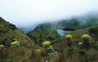 Frailejonal pajonal en laderas escarpadas alrededor de la laguna de Iguaque.