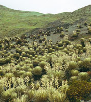 Pramo de Piedras Blancas en la cordillera de Mrida, Venezuela -localmente denominado desierto periglaciar-, con un frailejonal de Espeletia timotensis.