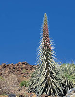 En el lmite norte del trpico de Cncer -zona subtropical-, en la alta montaa de las Canarias, Tenerife, se presentan algunas formaciones vegetales con rosetas, similares a las de montaa tropical. Roseta gigante de tajinaste, Echium wildpretii.