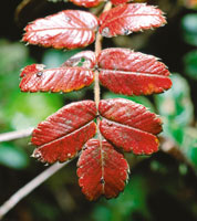 Una de las primeras especies colonizadoras de la zonas paramunas, el coloradito, Polylepis, form en el pasado extensos bosques en el lmite inferior del pramo, que sirvieron de zona de preadaptacin para la fauna.