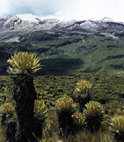 Paisaje actual del pramo, donde las restricciones fsicas fueron atenuadas hace 10.000 aos por un clima moderado, lo cual permiti el desarrollo de una gran biodiversidad y la interaccin entre plantas y otros organismos.