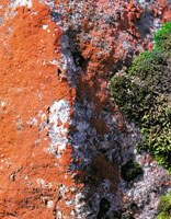 Los organismos colonizadores sobre rocas, como lquenes y musgos, forman un suelo incipiente que posteriormente, mediante un largo proceso de sucesin vegetal, ser ocupado por pastos y frailejones.